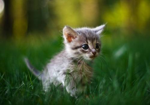 子猫の可愛い赤ちゃん