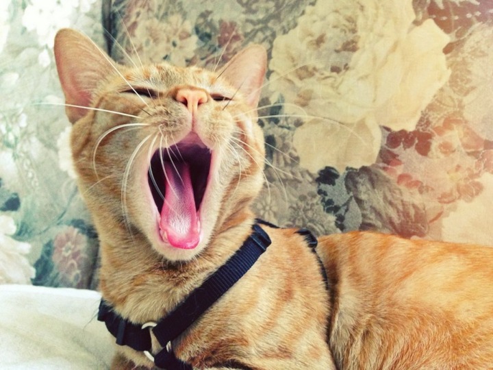 やっぱり可愛い猫の画像