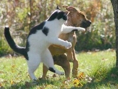 マジで可愛すぎる癒される猫の画像