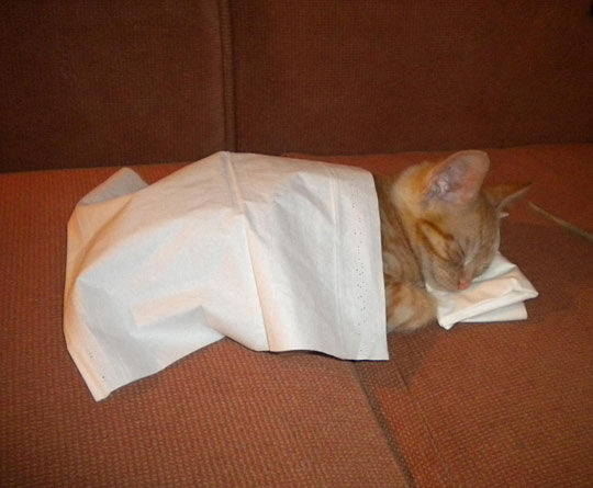 猫が寝ている姿が本当に可愛らしい写真