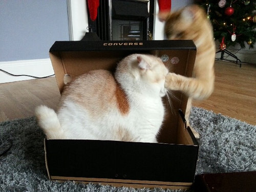 猫の不意打ちのテクニックの写真