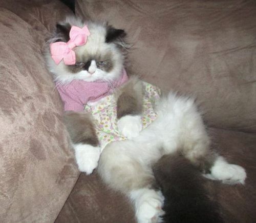 コスプレが似合いすぎるオシャレ犬・猫の写真