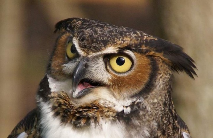 可愛いフクロウさんの写真