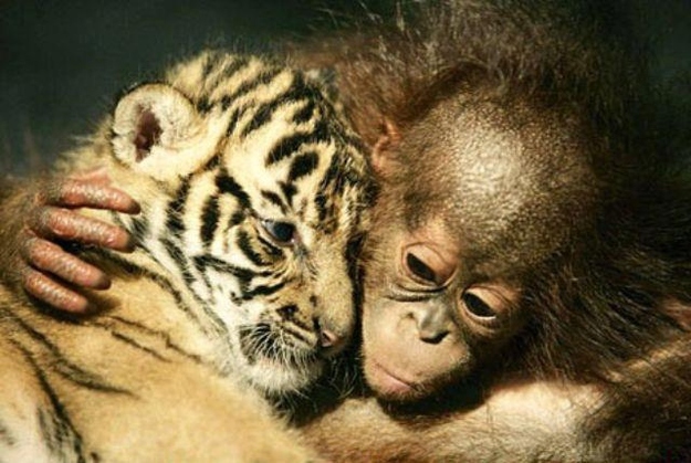 本当に仲良しの可愛い動物たちの写真