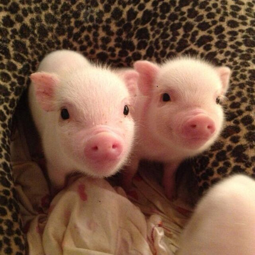 本当にキュンとする！動物の赤ちゃんたちの写真