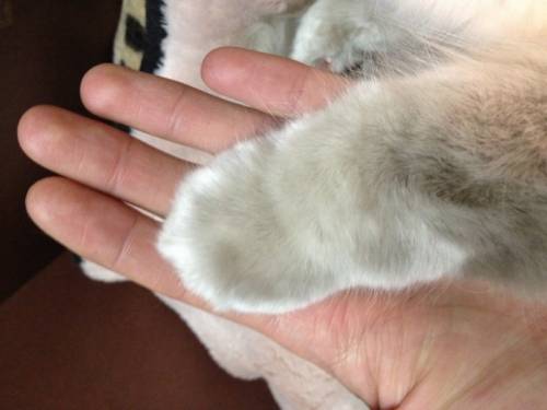 猫の手