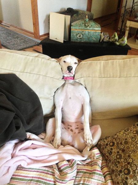 家具の間にはまっている犬と猫の可愛い写真