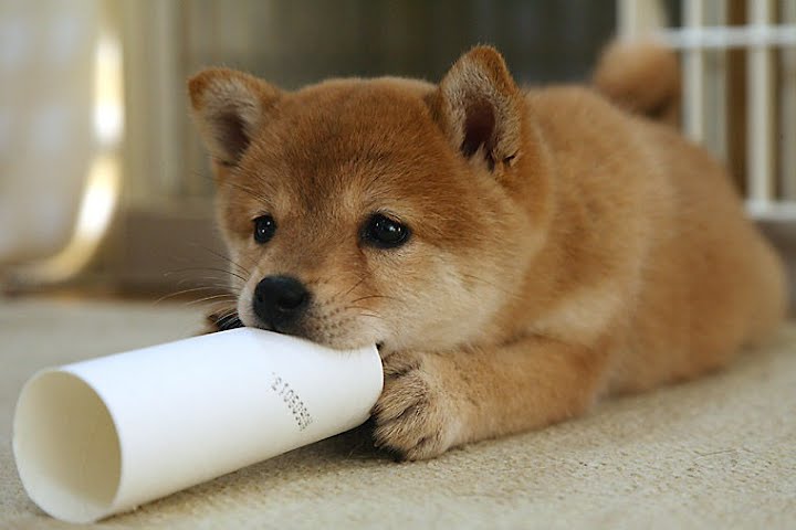 かわいい柴犬の画像