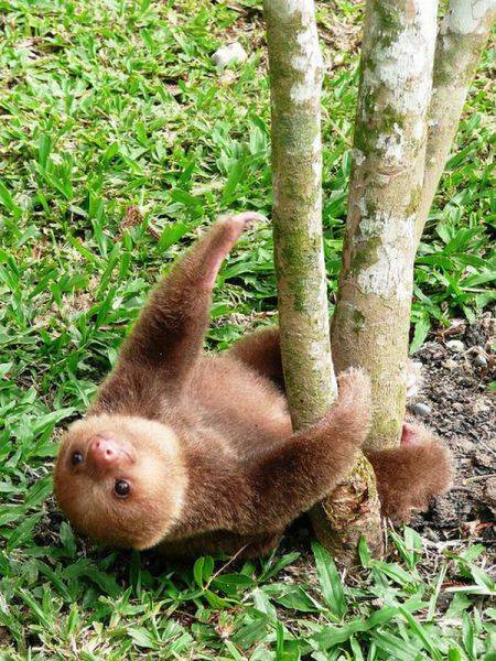 癒される可愛い動物たちの写真