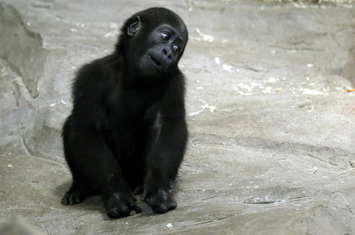 可愛すぎる動物の赤ちゃん画像