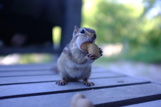 食欲のとどまるところを知らないシマリス
