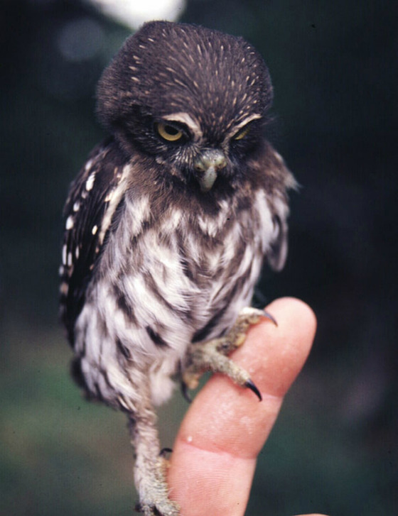 可愛すぎる動物の赤ちゃんの画像