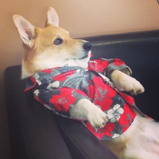 本当に可愛いコーギー犬の写真