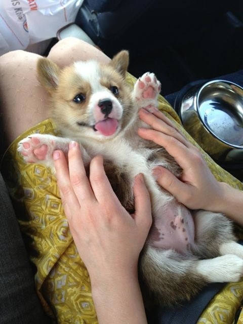 本当に可愛いコーギー犬の写真
