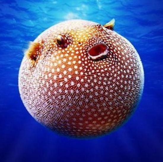 ちょこっとブサイクだけど愛嬌があって美しい魚の写真