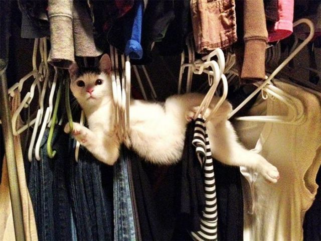 家具の間にはまっている犬と猫の可愛い写真