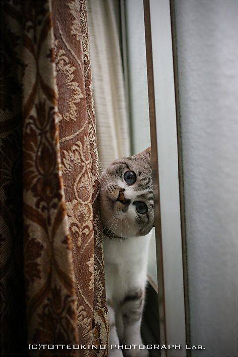 猫につられて首を傾けたら負け！