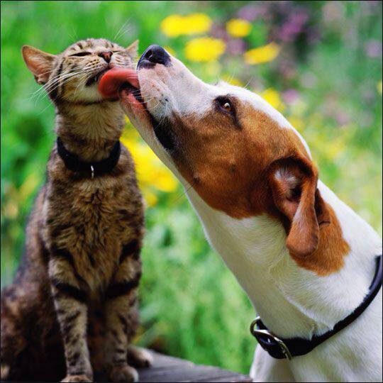 異種動物たちが仲良くしている写真