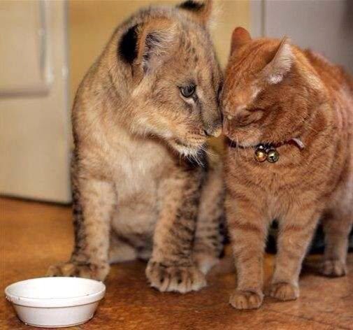 異種動物たちが仲良くしている写真