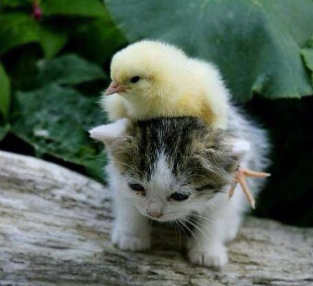 異種動物たちが仲良くしている写真