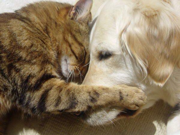 異種動物たちが仲良くしている写真