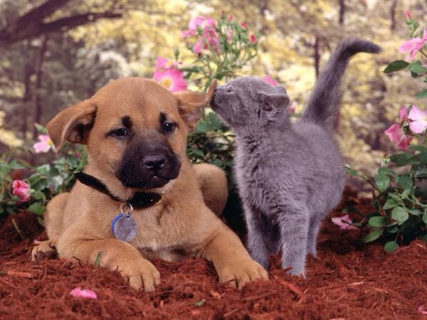異種動物たちが仲良くしている写真