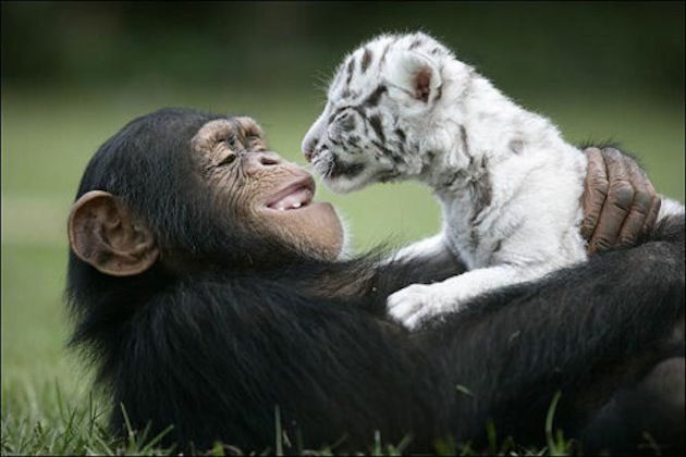 異種動物たちが仲良くしている写真