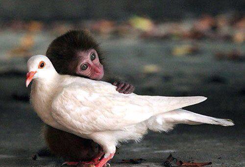 異種動物たちが仲良くしている写真