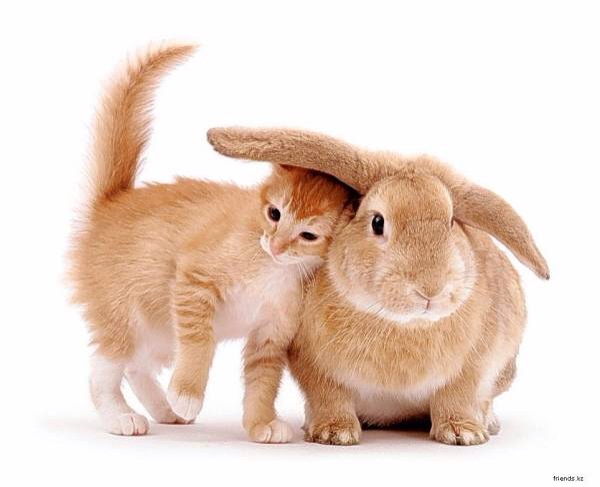 異種動物たちが仲良くしている写真
