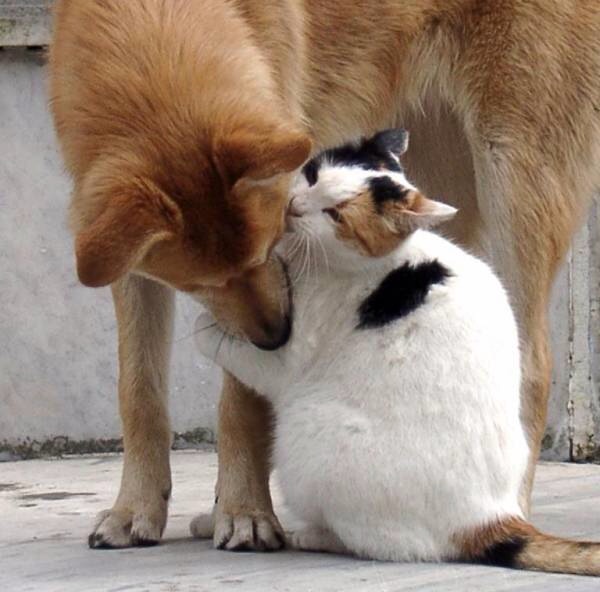 異種動物たちが仲良くしている写真