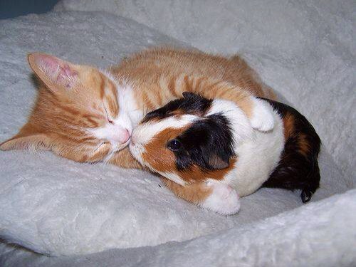 異種動物たちが仲良くしている写真