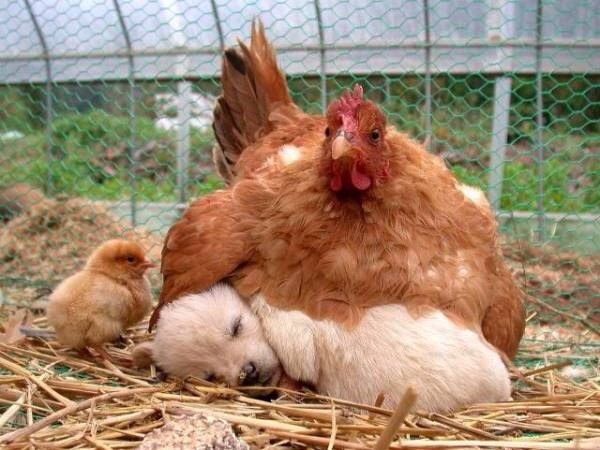 異種動物たちが仲良くしている写真