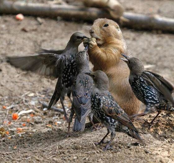 異種動物たちが仲良くしている写真
