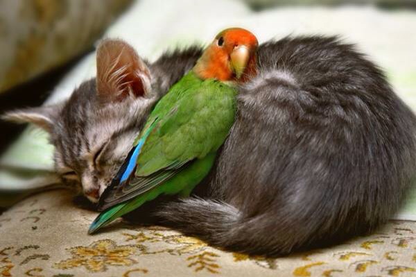 異種動物たちが仲良くしている写真