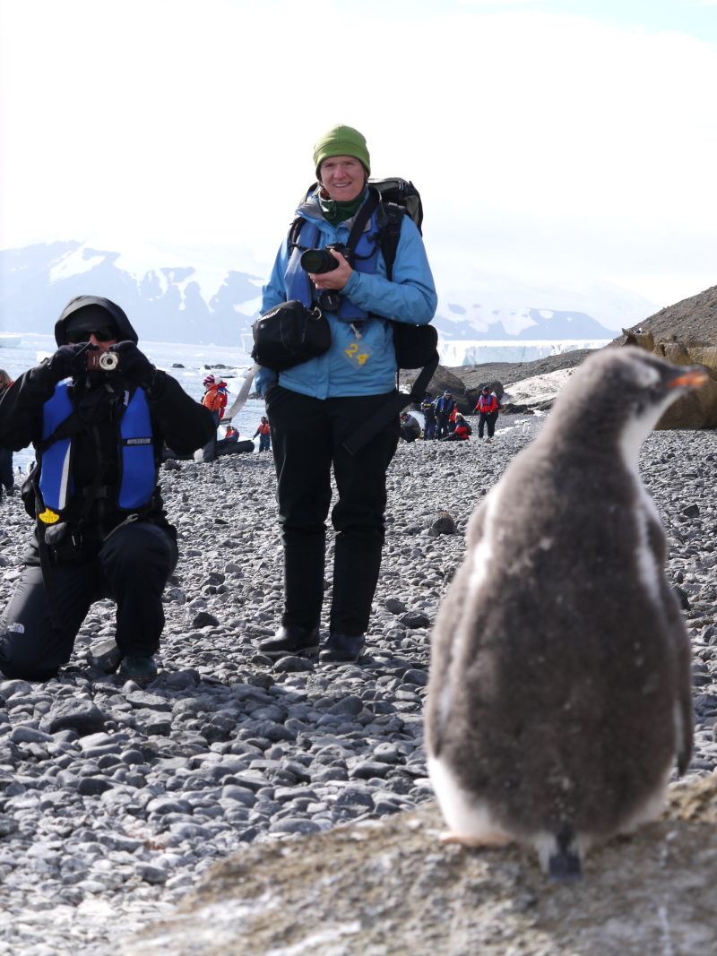 南極にいるペンギンが人懐っこすぎワロタ写真