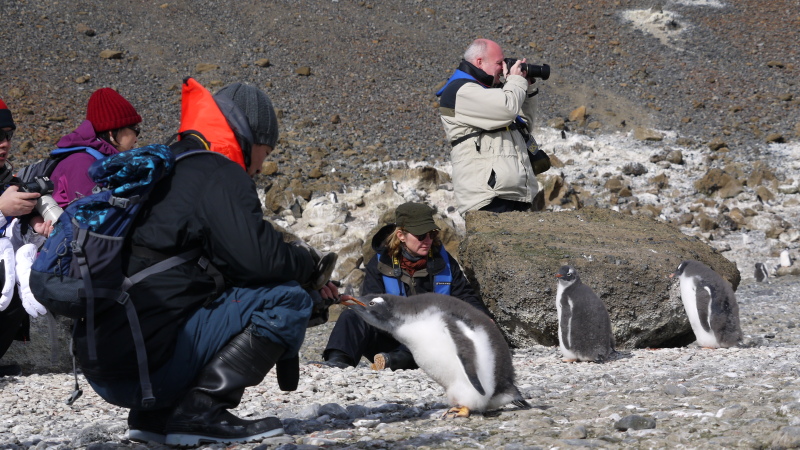 南極にいるペンギンが人懐っこすぎワロタ写真