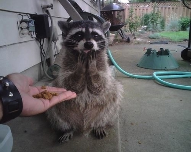 君たちに会いたがっている可愛い動物の写真