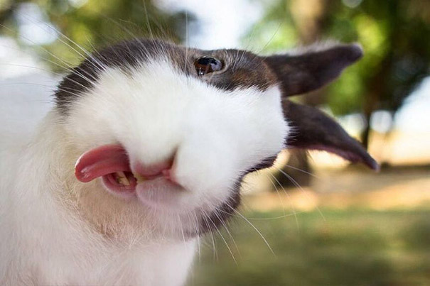 マジキチフェイスな動物たちの写真