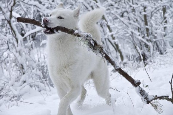 寒さも平気だよ！雪で遊ぶ可愛い動物たちの画像