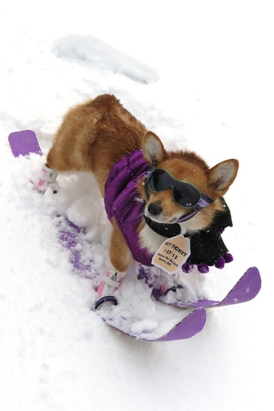 コーギー犬が可愛すぎてやばい写真