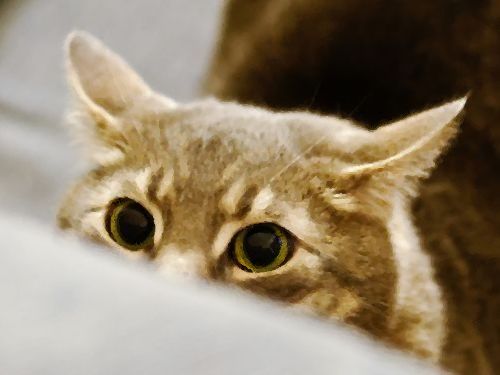 気になってしかたがない動物たちの写真
