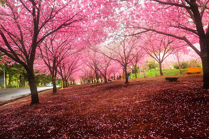 世界に咲く桜 