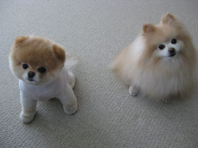 世界一可愛い子犬のBoo