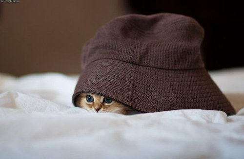 「かくれんぼ」している動物たちの可愛い写真