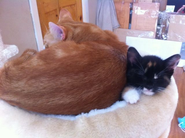 超可愛い動物たちに癒される写真