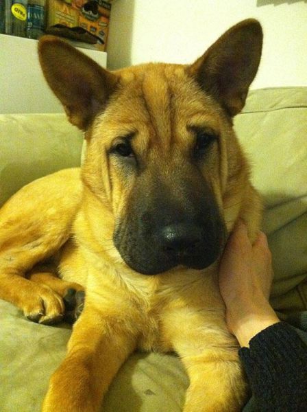 愛嬌ありすぎるミックス犬の写真