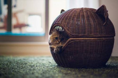 可愛い動物画像
