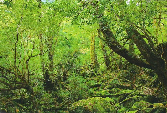 神秘的な屋久島の自然の写真