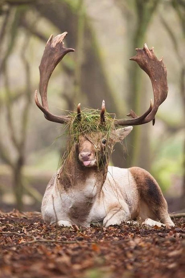 マジキチフェイスな動物たちの写真