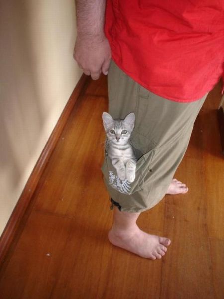 とりあえず癒される可愛い動物の写真
